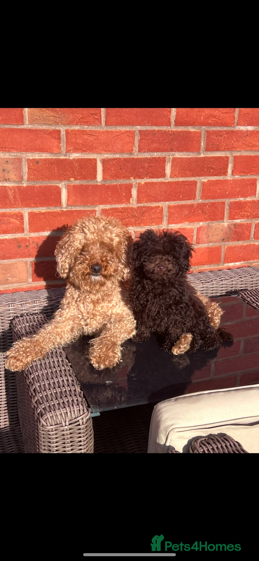 Toy Poodle dogs for sale: Toy poodle for sale  - Image 1