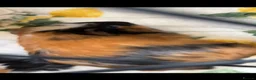 Guinea Pig rodents for sale: Guinea pigs  - Advert 1