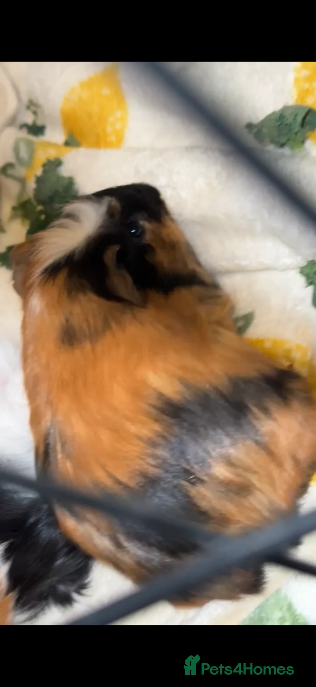 Guinea Pig rodents for sale: Guinea pigs  - Advert 1