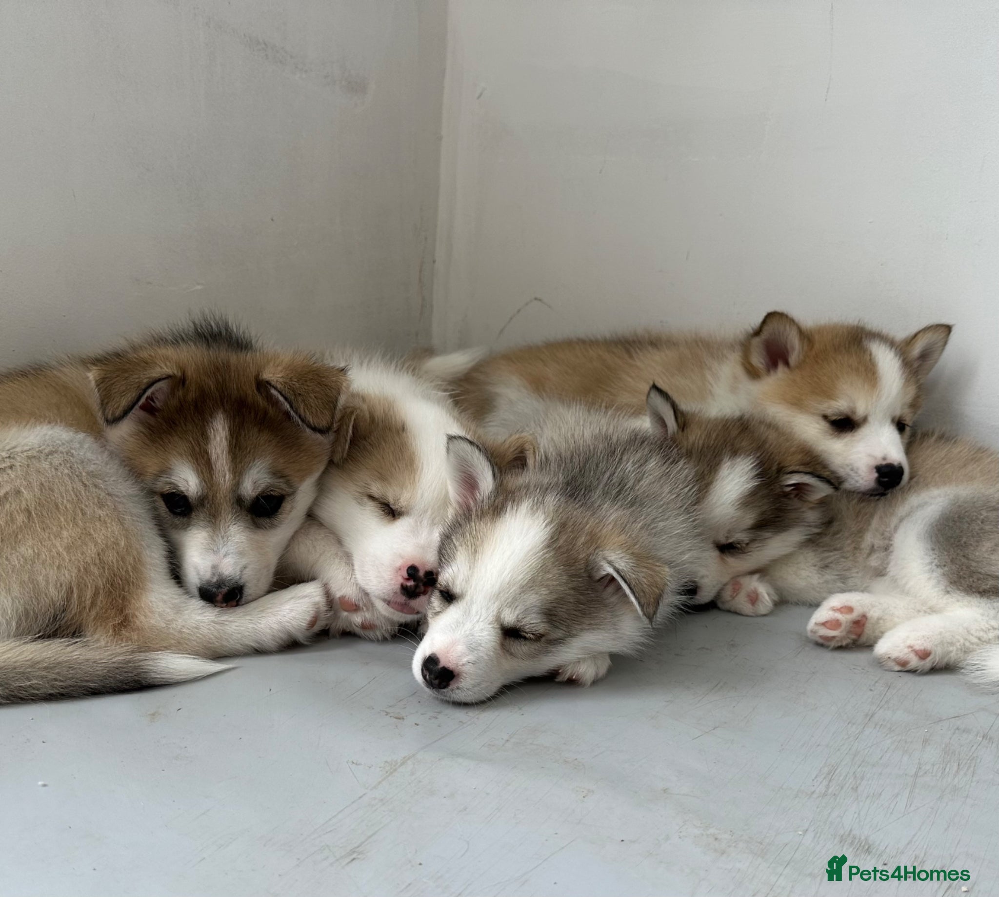 Pomsky dogs Gorgeous F3 Pomsky pups / perfect Husky markings - Advert 3