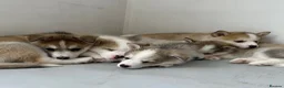 Pomsky dogs for sale: Gorgeous F3 Pomsky pups / perfect Husky markings - Advert 4