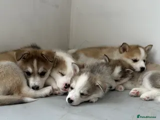 Pomsky dogs Gorgeous F3 Pomsky pups / perfect Husky markings - Advert 3