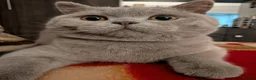 British Shorthair cats for sale: Lilac male British shorthair - Advert 2