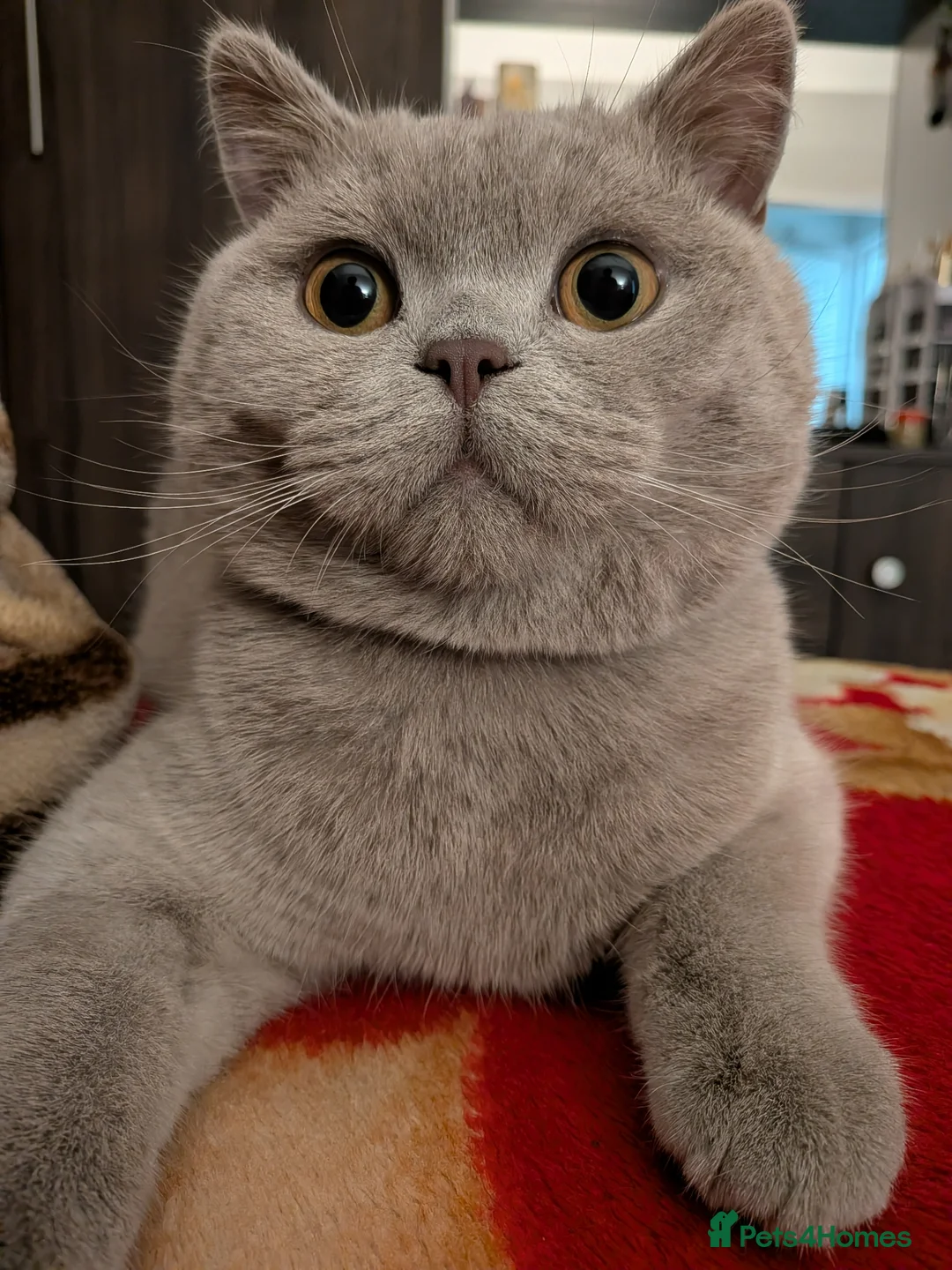 British Shorthair cats for sale: Lilac male British shorthair - Advert 2