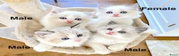Ragdoll cats for sale: READY NOW *** INDOOR FULL PEDIGREE RAGDOLL KITTENS - Advert 24