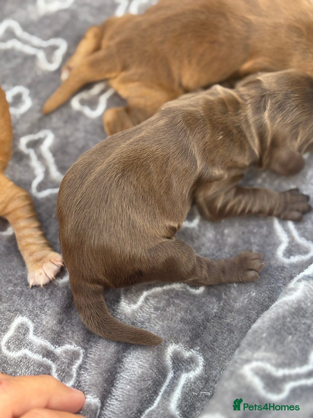 Cocker Spaniel dogs for sale: Show cocker spanials - Image 8