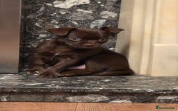 Chihuahua dogs for sale: Stunning Chocolate Chihuahua Puppies 🐶  - Image 6