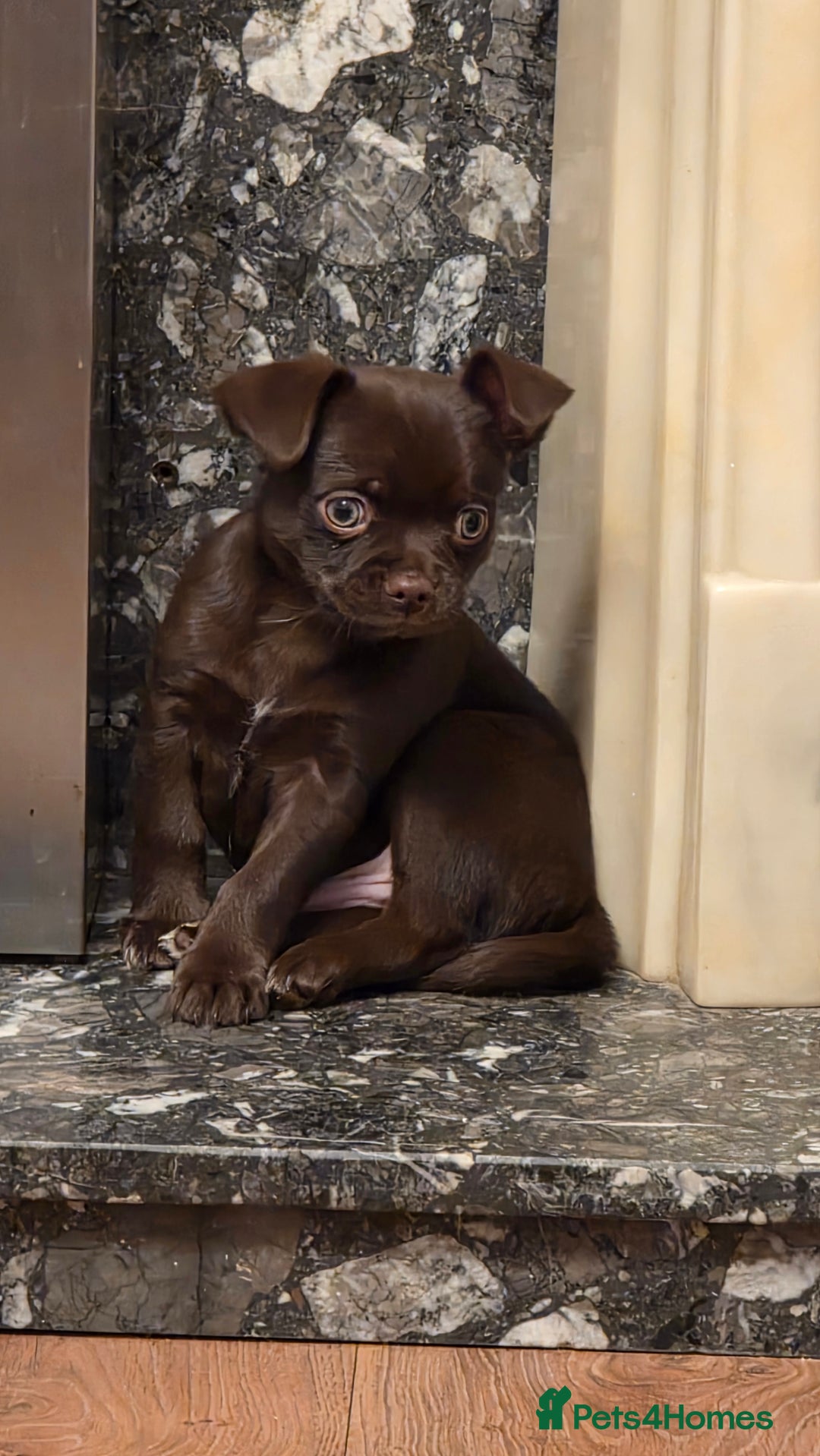 Chihuahua dogs for sale: Stunning Chocolate Chihuahua Puppies 🐶  - Image 6
