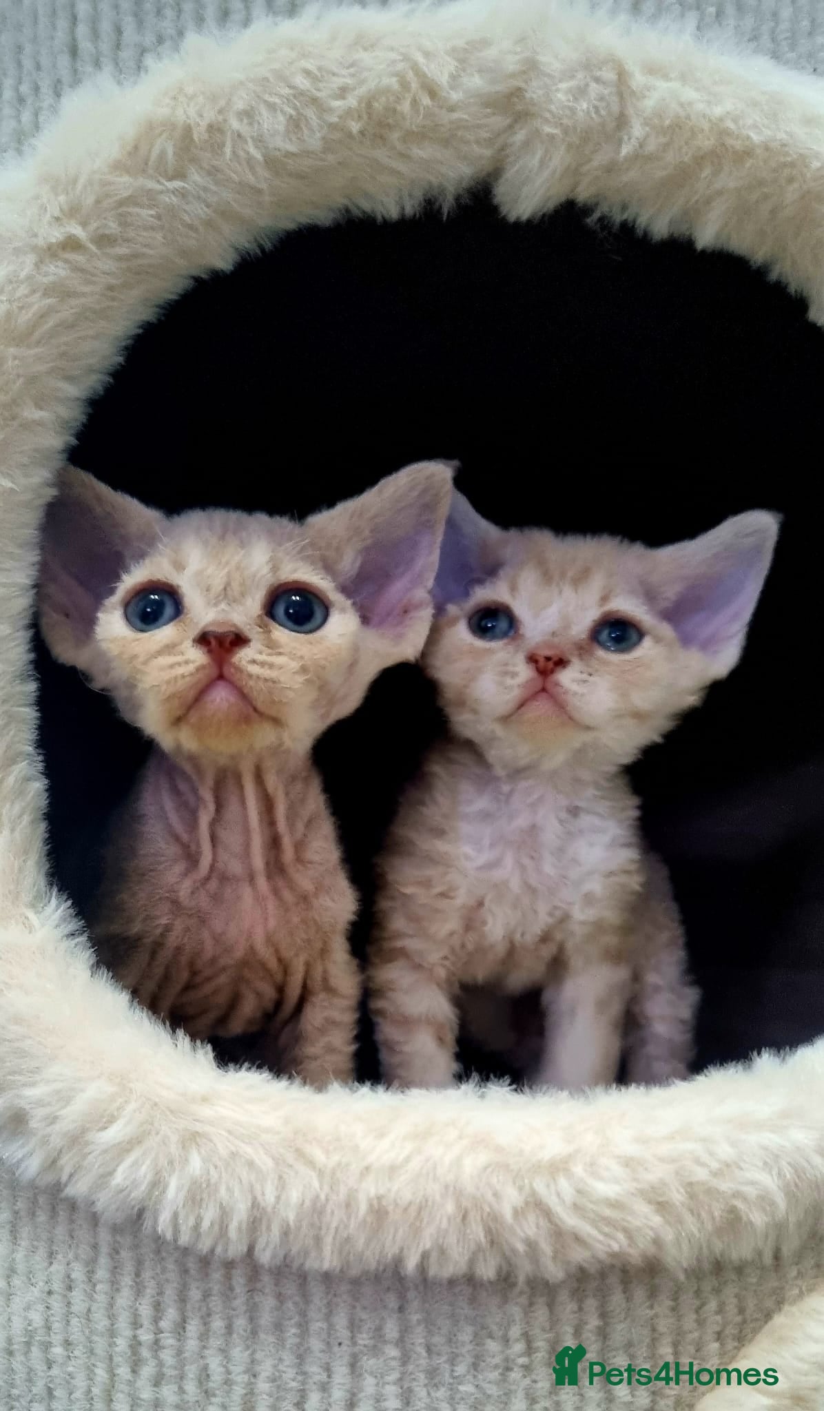 Devon Rex cats ❤️ Gorgeous Devon Rex Girls ❤️ - Advert 1