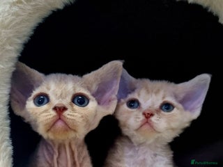 Devon Rex cats ❤️ Gorgeous Devon Rex Girls ❤️ - Advert 1