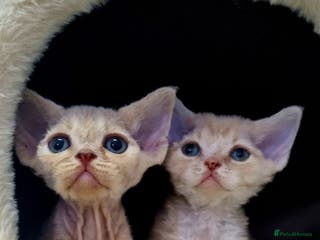 Devon Rex cats ❤️ Gorgeous Devon Rex Girls ❤️ - Advert 1