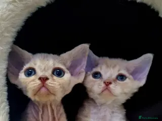 Devon Rex cats ❤️ Gorgeous Devon Rex Girls ❤️ - Advert 4