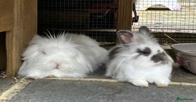 Mixed Breed rabbits - Advert 15