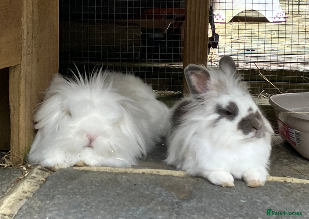 Mixed Breed rabbits for sale: Bonded pair of rabbits - Image 2