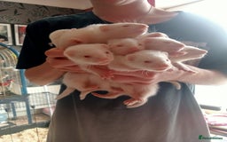 Ferret rodents for sale: 7 baby ferrets  - Image 2