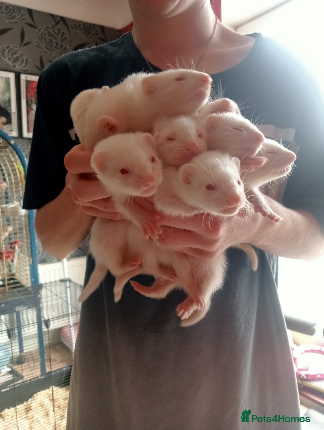 Ferret rodents for sale: 7 baby ferrets  - Image 2