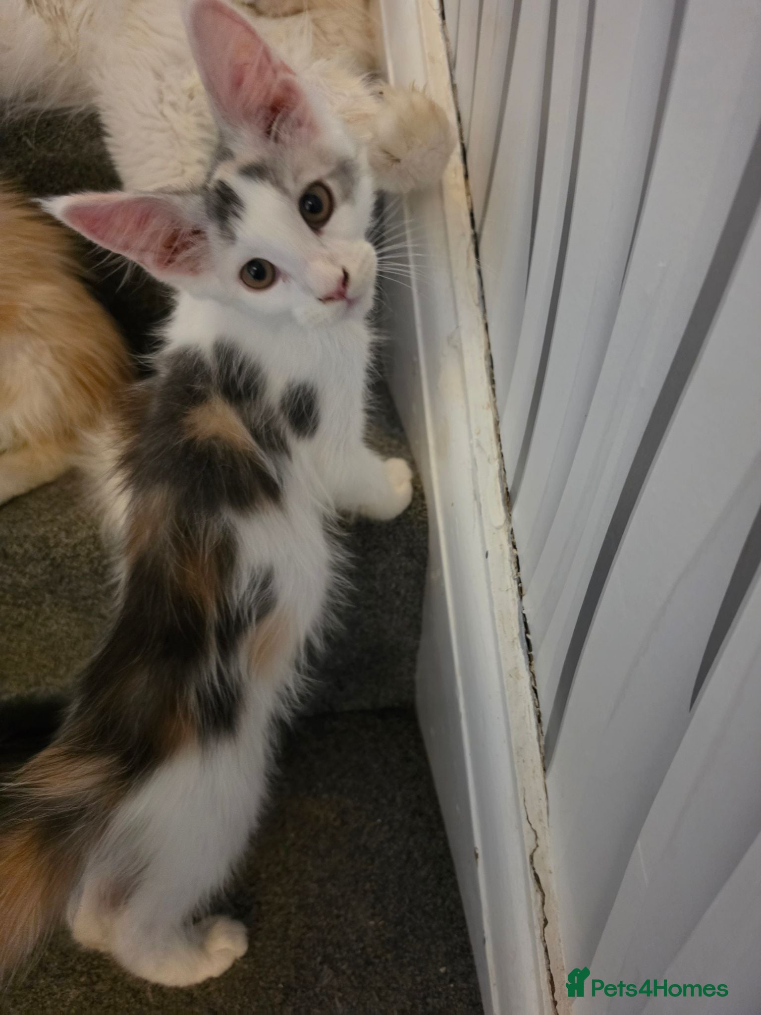 Maine Coon cats TICA REGISTERED STUNNING KITTENS  - Advert 8