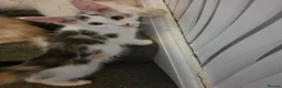 Maine Coon cats for sale: TICA REGISTERED STUNNING KITTENS  - Advert 13