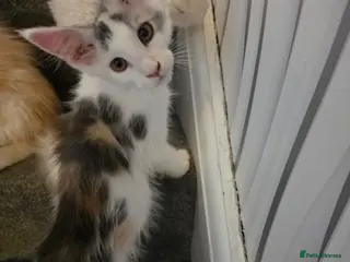 Maine Coon cats TICA REGISTERED STUNNING KITTENS - Advert 8