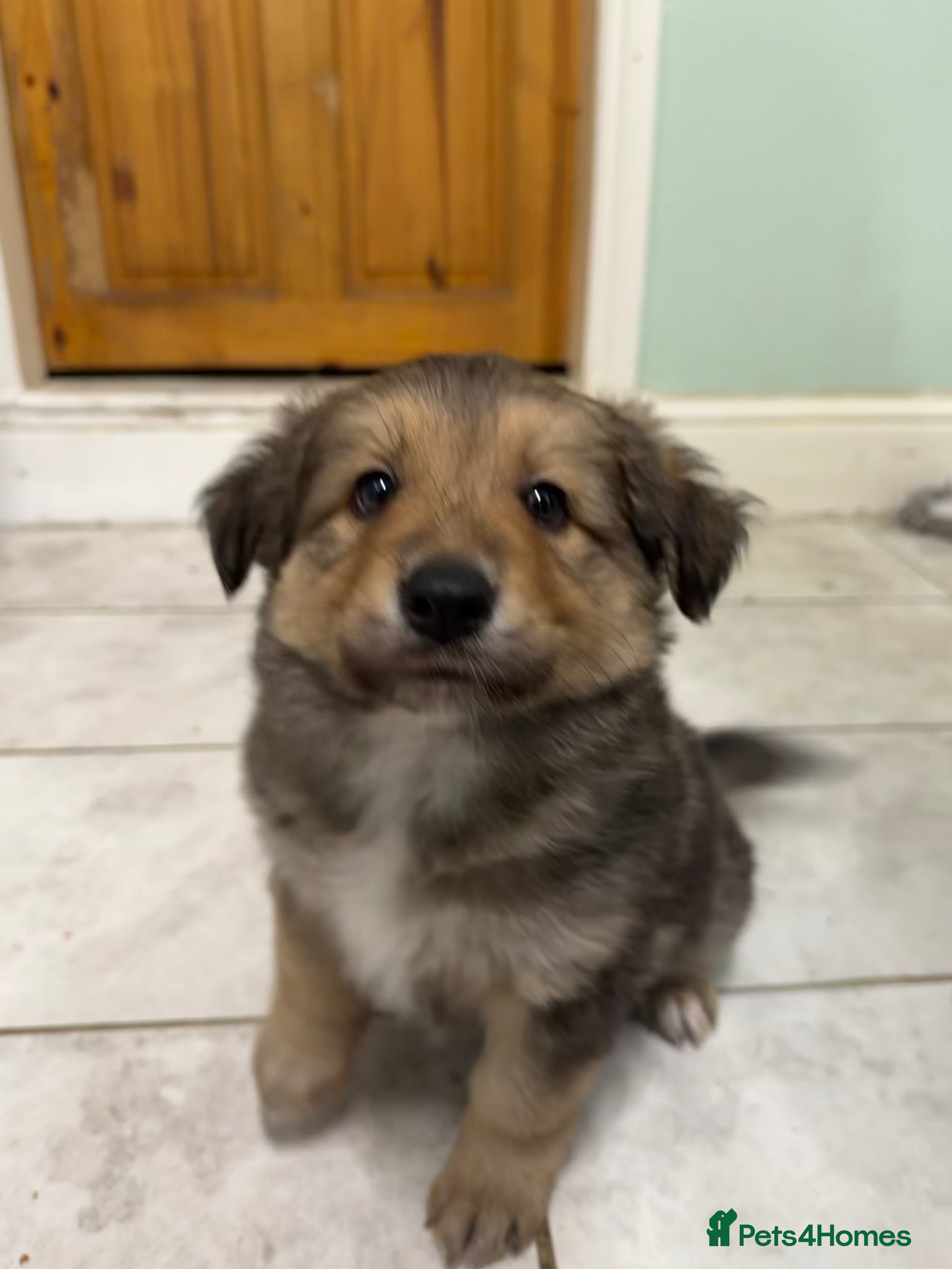 Mixed Breed dogs Shollie Pup - Advert 4