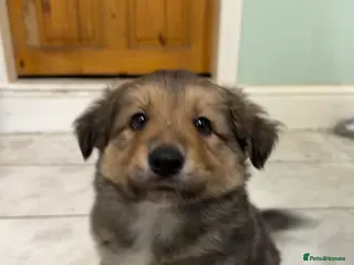 Mixed Breed dogs Shollie Pup - Advert 4