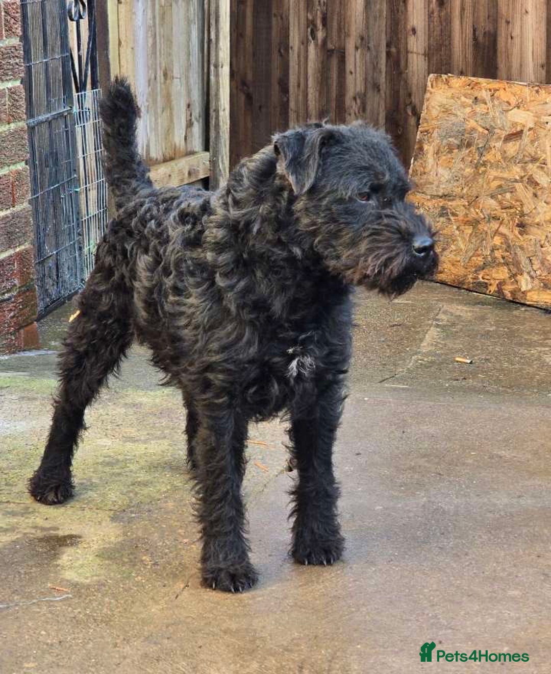 Patterdale Terrier dogs for sale: Patterdale Terriers - Advert 1