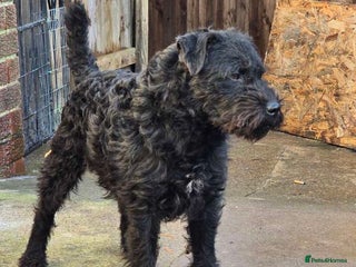 Patterdale Terrier dogs Patterdale Terriers - Advert 3