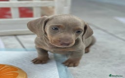 Dachshund dogs for sale: Dachshund mini puppies  - Image 4