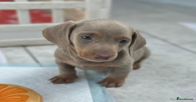 Dachshund dogs - Advert 2