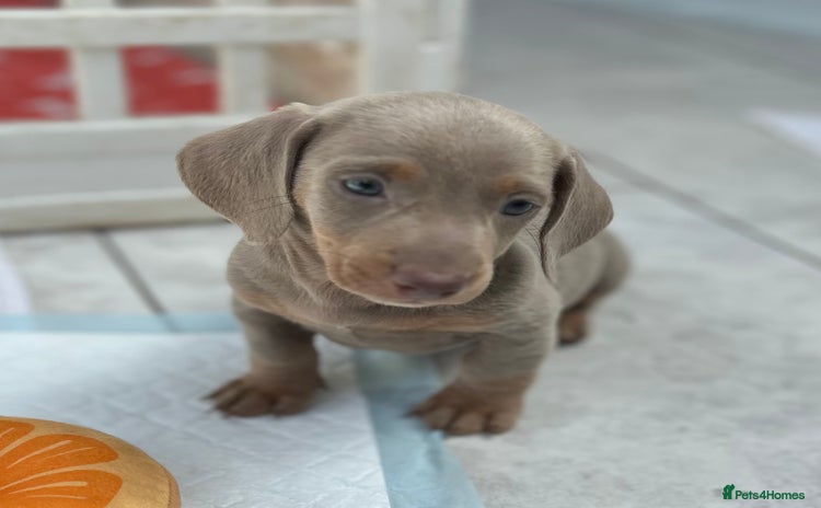 Dachshund dogs - Advert 3