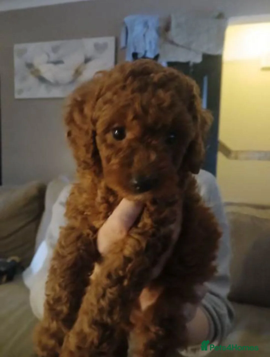 Labradoodle dogs for sale:  2 Gorgeous Miniature Labradoodle Girls - Advert 10