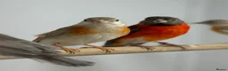 Finches birds for sale: Red siskins - Advert 6