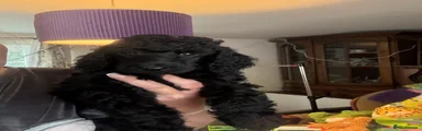 Standard Poodle Puppy 1