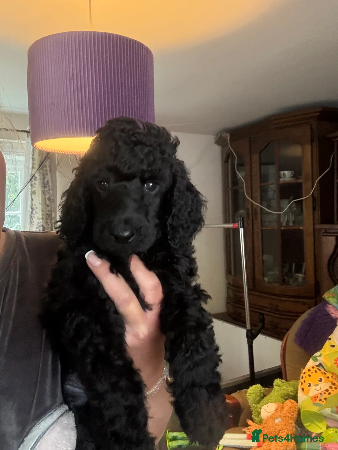 Standard Poodle dogs for sale: Exceptional working standard poodle - Advert 22