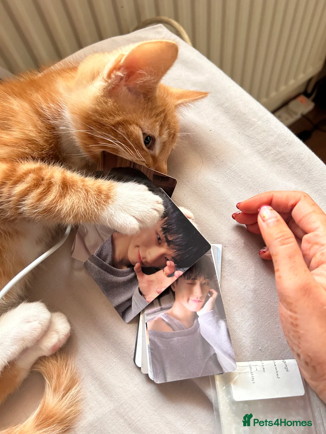 Mixed Breed cats for sale: Male Ginger Kitten - Advert 7