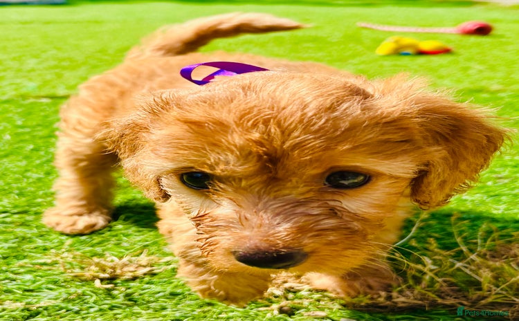 Labradoodle dogs in Milton Keynes - Advert 1
