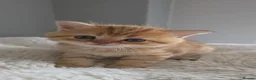 Scottish Fold cats for sale: Purebred kitten, best in UK - Advert 22