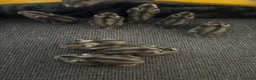 Hamster rodents for sale: Russian dwarf hamsters in Nottingham - Advert 10