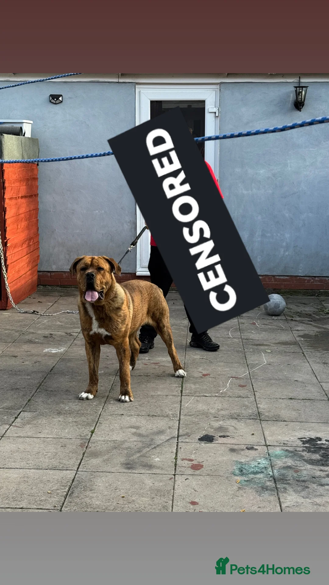 Mixed Breed dogs for sale: Presa x nepolyen mastiff  - Advert 3