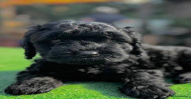 Cavapoo dogs - Advert 7
