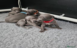 Whippet dogs for sale: excellent litter of Kc reg blue whippet puppies  - Image 5