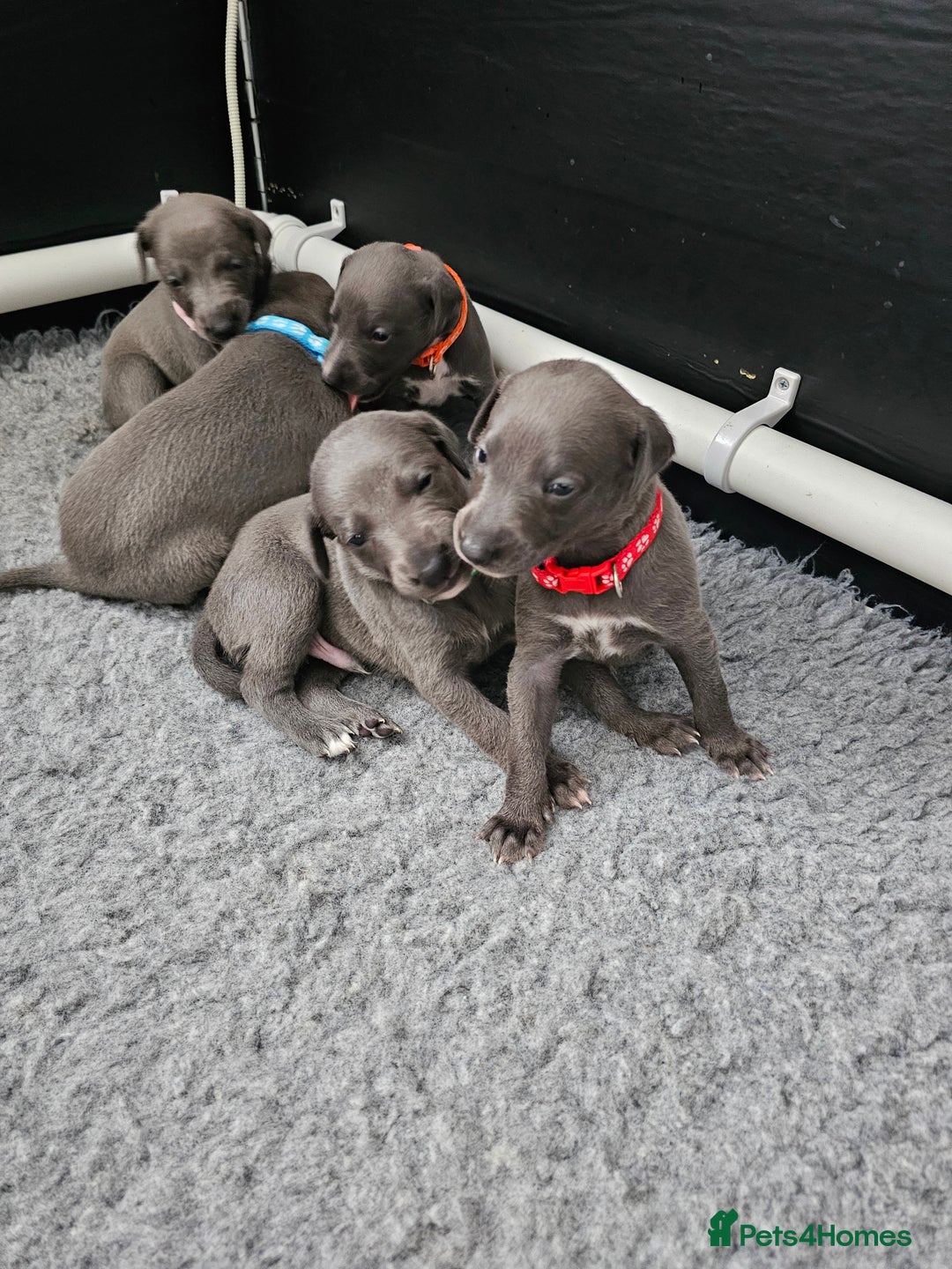 Whippet dogs for sale: excellent litter of Kc reg blue whippet puppies  - Image 5