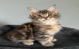 Maine Coon cats for sale: XL Russian Cubs 💛 - Image 2