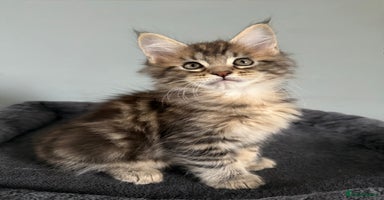 Maine Coon cats - Advert 4