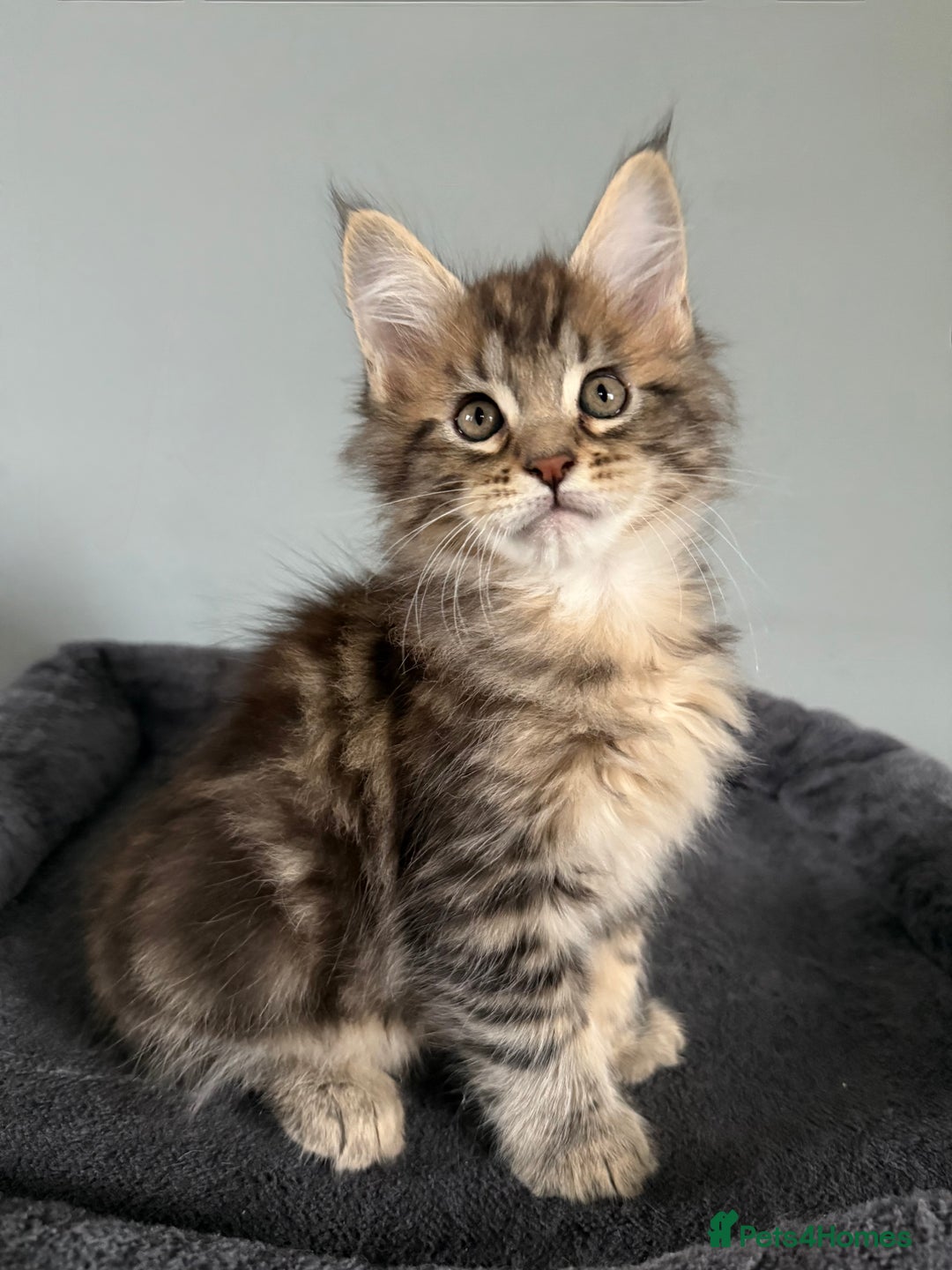 Maine Coon cats for sale: XL Russian Cubs 💛 - Image 2