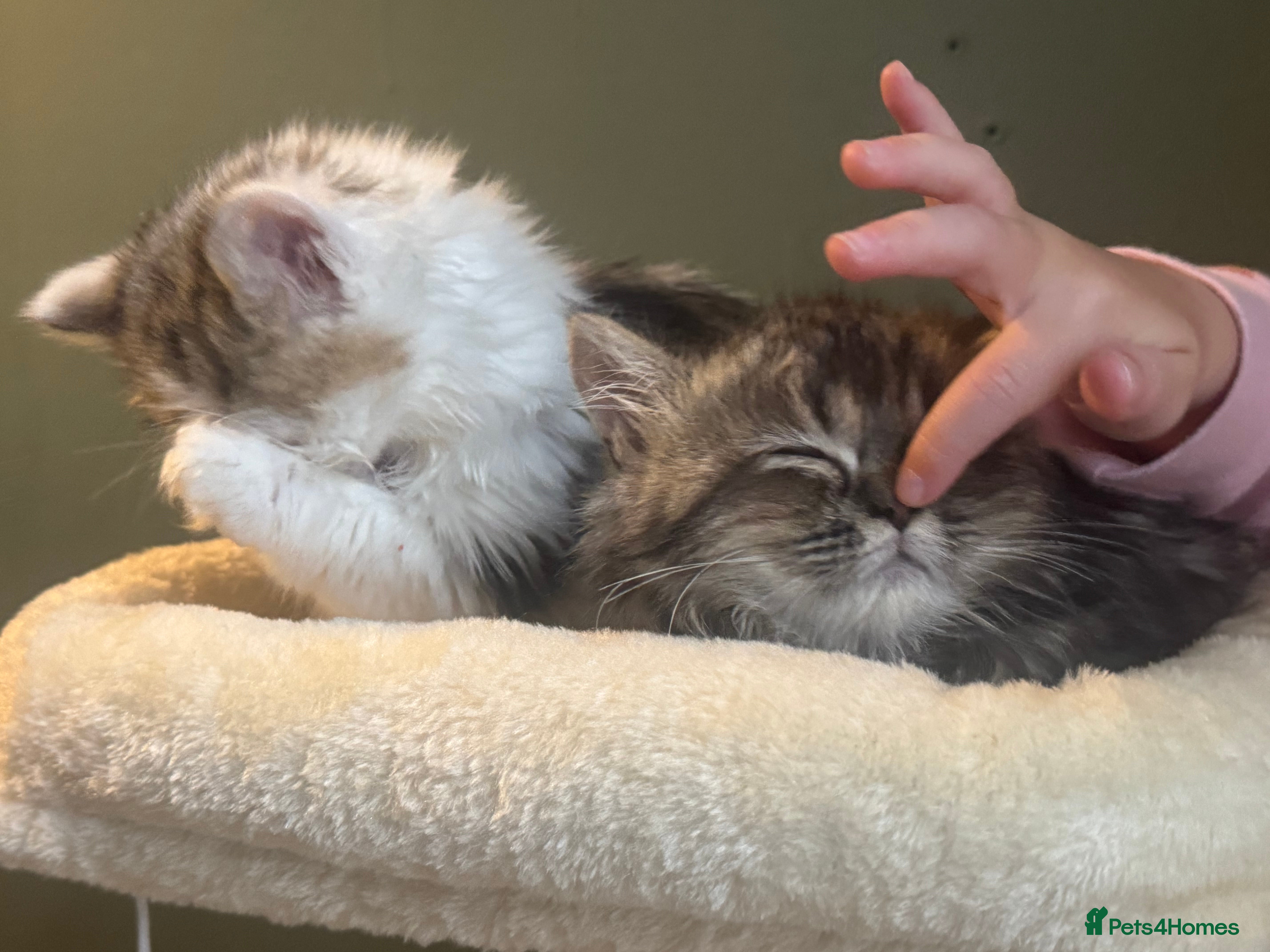 Persian cats  Gerald & Everest affectionate Kitten boys - Advert 1