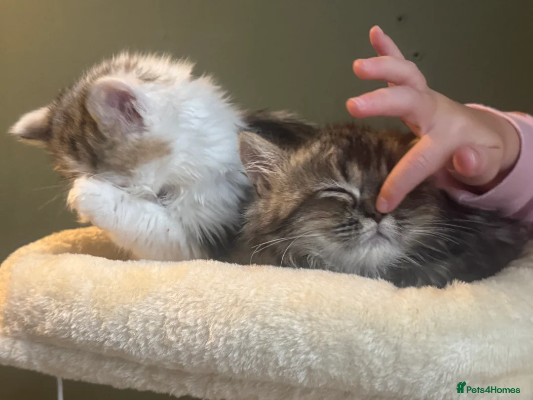 Persian cats for sale:  Gerald & Everest affectionate Kitten boys - Advert 1