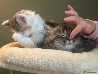 Persian cats Gerald & Everest affectionate Kitten boys - Advert 4