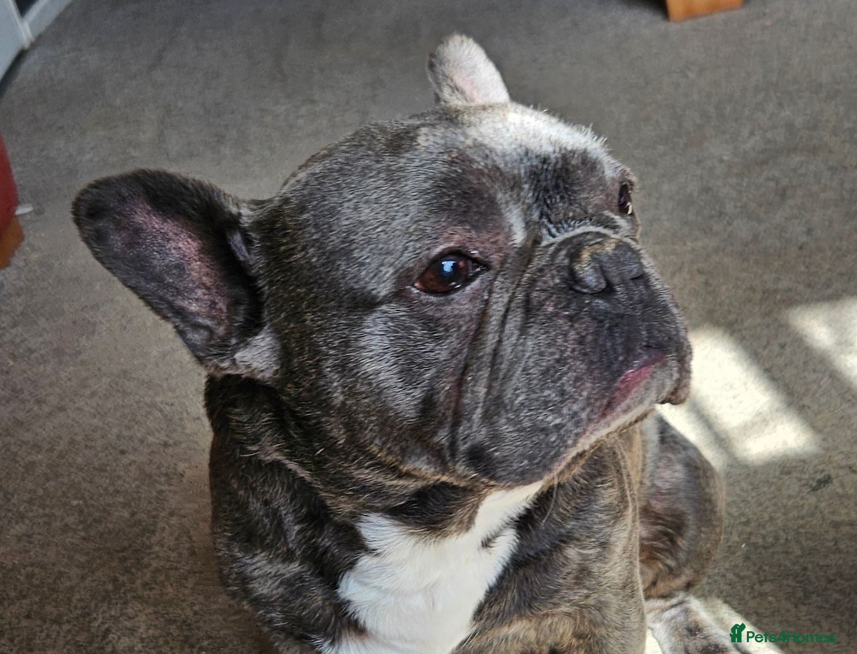 French Bulldog dogs Reluctant Rehoming, Bruce 6 yrs old French Bulldog - Advert 1