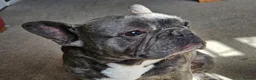 French Bulldog dogs for sale: Reluctant Rehoming, Bruce 6 yrs old French Bulldog in Wigan - Advert 1